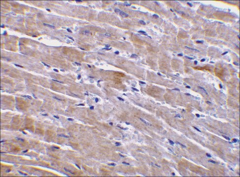 Anti-GFR&#945;3 antibody produced in rabbit IgG fraction of antiserum, buffered aqueous solution