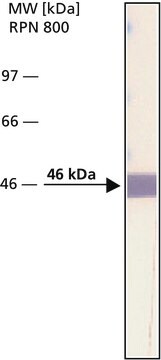 Monoclonal Anti-Bacterial Alkaline Phosphatase (BAP, PhoA) antibody produced in mouse clone BAP-77, ascites fluid