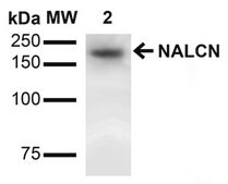 Monoclonal Anti-Mglur1/5 - Apc antibody produced in mouse clone S75-33, purified immunoglobulin