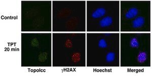Anti-Topoisomerase I-DNA Covalent Complexes Antibody, clone 1.1A clone 1.1A, from mouse