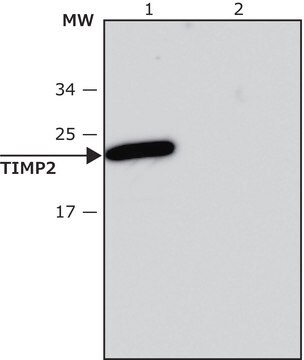 Anti-TIMP2 antibody, Mouse monoclonal clone TM8, purified from hybridoma cell culture