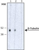 Anti-&#946;-Tubulin Isotype III antibody, Mouse monoclonal clone SDL.3D10, purified from hybridoma cell culture