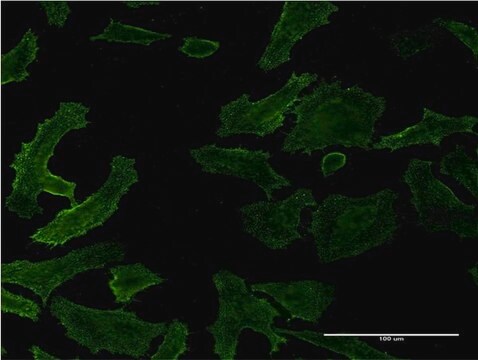 Monoclonal Anti-RASA1, (C-terminal) antibody produced in mouse clone 1E6, purified immunoglobulin, buffered aqueous solution