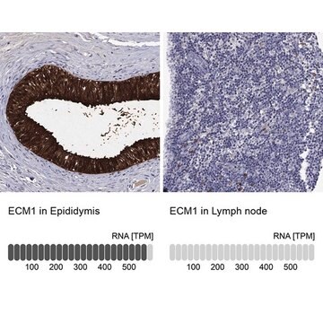 Anti-ECM1 antibody produced in rabbit Prestige Antibodies&#174; Powered by Atlas Antibodies, affinity isolated antibody, buffered aqueous glycerol solution