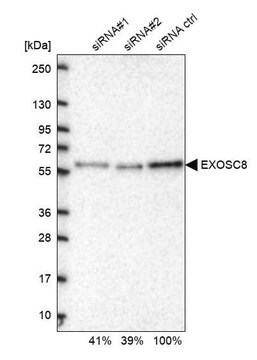 Anti-EXOSC8 antibody produced in rabbit Prestige Antibodies&#174; Powered by Atlas Antibodies, affinity isolated antibody, buffered aqueous glycerol solution