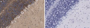 Anti-GABA Transporter-3 Antibody, clone 4E14 ZooMAb&#174; Rabbit Monoclonal recombinant, expressed in HEK 293 cells