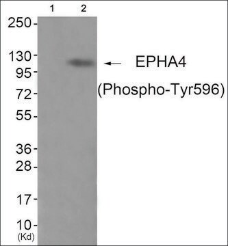 Anti-phospho-EPHA4 (pTyr596) antibody produced in rabbit affinity isolated antibody