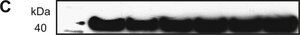 Monoclonal Anti-&#946;-Actin antibody produced in mouse clone AC-74, ascites fluid