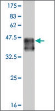 Monoclonal Anti-SMAD9 antibody produced in mouse clone 3E5, purified immunoglobulin, buffered aqueous solution