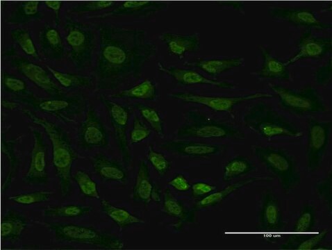 Monoclonal Anti-RPS6KA6 antibody produced in mouse clone 3G12, purified immunoglobulin, buffered aqueous solution