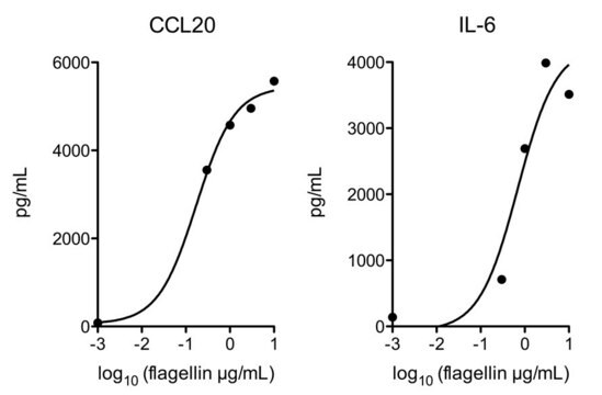 Flagellin from Salmonella typhimurium &gt;95% (SDS-PAGE)