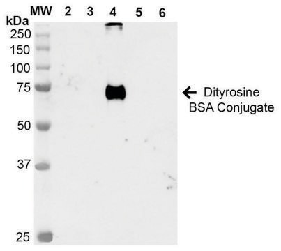 Monoclonal Anti-Dityrosine-R-Phycoerythrin antibody produced in mouse clone 7D4