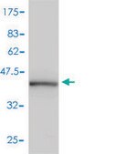 Monoclonal Anti-PPIA antibody produced in mouse clone 1F4-1B5, purified immunoglobulin, buffered aqueous solution