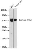 Anti-Lumican (LUM) antibody produced in rabbit