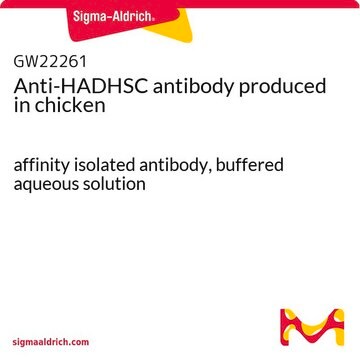 Anti-HADHSC antibody produced in chicken affinity isolated antibody, buffered aqueous solution