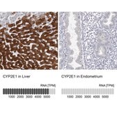 Anti-CYP2E1 antibody produced in rabbit Prestige Antibodies&#174; Powered by Atlas Antibodies, affinity isolated antibody, buffered aqueous glycerol solution