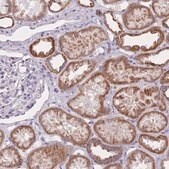 Anti-MRPS14 antibody produced in rabbit Prestige Antibodies&#174; Powered by Atlas Antibodies, affinity isolated antibody, buffered aqueous glycerol solution
