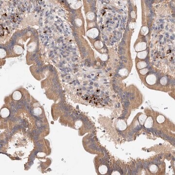 Anti-B3GNTL1 antibody produced in rabbit Prestige Antibodies&#174; Powered by Atlas Antibodies, affinity isolated antibody, buffered aqueous glycerol solution, Ab2