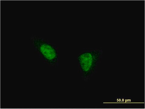 Monoclonal Anti-SDCCAG33 antibody produced in mouse clone 2F1, purified immunoglobulin, buffered aqueous solution