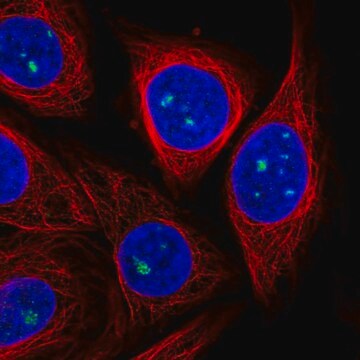 Anti-ZDHHC14 antibody produced in rabbit Prestige Antibodies&#174; Powered by Atlas Antibodies, affinity isolated antibody