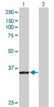 Anti-POLK antibody produced in rabbit purified immunoglobulin, buffered aqueous solution