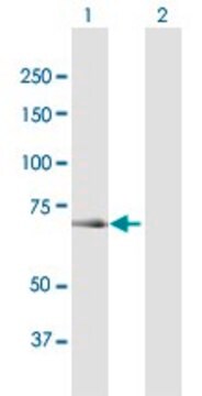 Anti-OSBPL6 antibody produced in mouse purified immunoglobulin, buffered aqueous solution