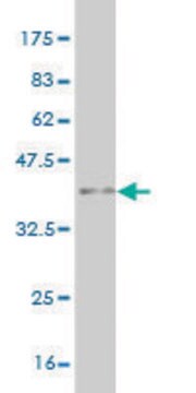 ANTI-MAZ antibody produced in mouse clone 6G2, purified immunoglobulin, buffered aqueous solution