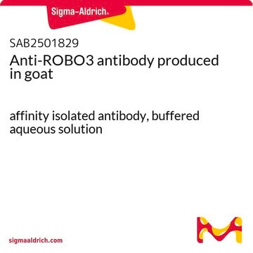 Anti-ROBO3 antibody produced in goat affinity isolated antibody, buffered aqueous solution