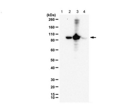 Anti-phospho RasGRP2 (Ser554) from rabbit