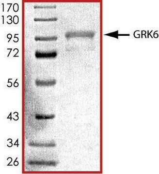 GRK6, active, GST tagged human PRECISIO&#174; Kinase, recombinant, expressed in baculovirus infected Sf9 cells, &#8805;70% (SDS-PAGE), buffered aqueous glycerol solution