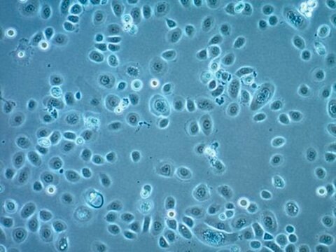 A2EN Human Endocervical Epithelial Cell Line A2EN endocervical epithelial cell line can be used to study sexually transmitted pathogen infections, pathogenesis and the innate immune response.