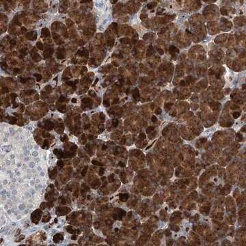 Anti-KCNK10 antibody produced in rabbit Prestige Antibodies&#174; Powered by Atlas Antibodies, affinity isolated antibody, buffered aqueous glycerol solution