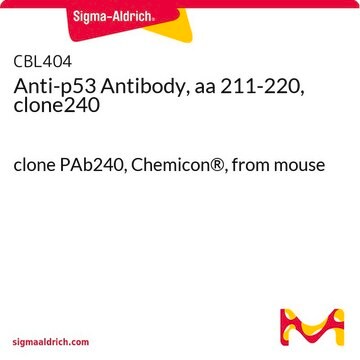 Anti-p53 Antibody, aa 211-220, clone240 clone PAb240, Chemicon&#174;, from mouse