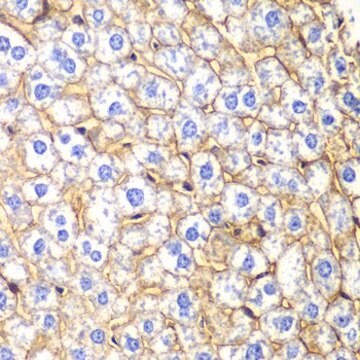 Anti-N Cadherin antibody produced in rabbit