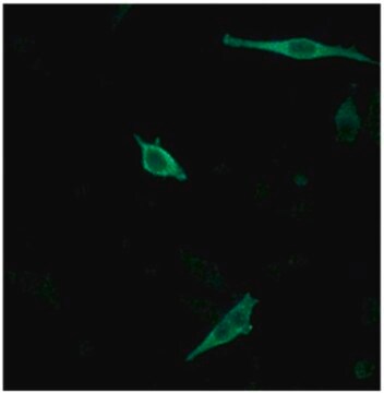 Anti-WBP2 Antibody, clone 4C8H10 clone 4C8H10, from mouse