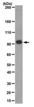 Anti-SV40 Large T Antigen Antibody, clone PAb416 clone PAb416, from mouse