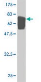 ANTI-TUBA1 antibody produced in mouse clone 1G12, purified immunoglobulin, buffered aqueous solution