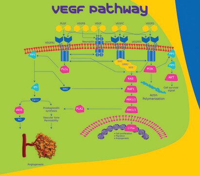 VEGF-C human recombinant, expressed in HEK 293 cells, &#8805;95% (SDS-PAGE), &#8805;95% (HPLC), suitable for cell culture