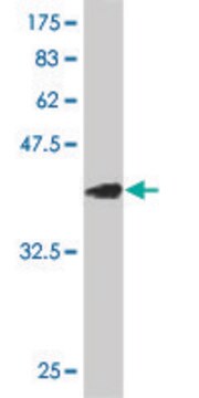 ANTI-EGR1 antibody produced in mouse clone 4G7, purified immunoglobulin, buffered aqueous solution