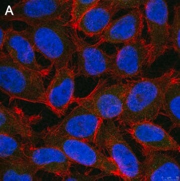 Anti-ALKBH5 Antibody, clone 6G7 ZooMAb&#174; Rabbit Monoclonal recombinant, expressed in HEK 293 cells