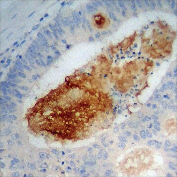 Anti-phospho-p38 MAPK (pTyr322) antibody produced in rabbit affinity isolated antibody