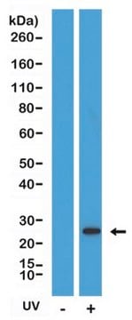 Anti-Cleaved Caspase 8 Rabbit Monoclonal Antibody clone RM442, affinity purified immunoglobulin