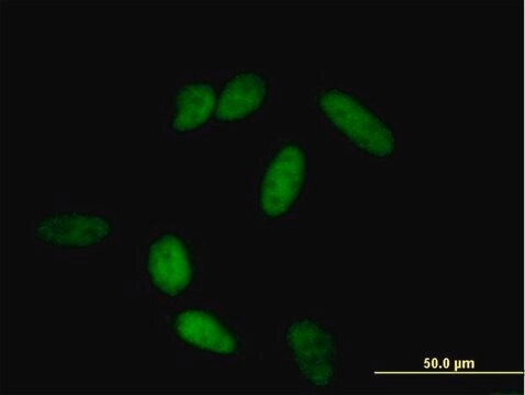Anti-POU2F1 antibody produced in mouse purified immunoglobulin, buffered aqueous solution