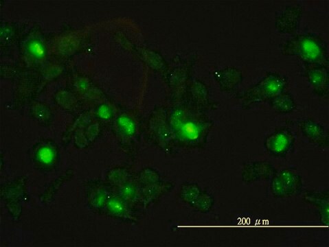 Monoclonal Anti-ANXA2 antibody produced in mouse clone 3E8-B6, purified immunoglobulin, buffered aqueous solution