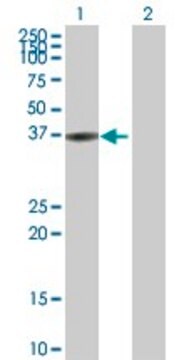 Anti-BLVRA antibody produced in rabbit purified immunoglobulin, buffered aqueous solution