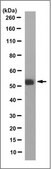 Anti-Serotonin receptor 2A/HTR2A Antibody, clone 9B11.1 clone 9B11.1, from mouse