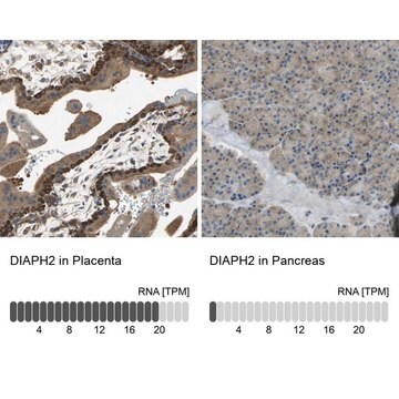 Anti-DIAPH2 antibody produced in rabbit Prestige Antibodies&#174; Powered by Atlas Antibodies, affinity isolated antibody, buffered aqueous glycerol solution