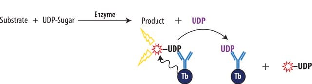 Transcreener&#174; UDP2 TR-FRET Assay