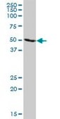 Anti-TRIM21 antibody produced in mouse purified immunoglobulin, buffered aqueous solution