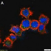 Anti-Apaf-1 Antibody, clone 1C7 ZooMAb&#174; Rabbit Monoclonal recombinant, expressed in HEK 293 cells